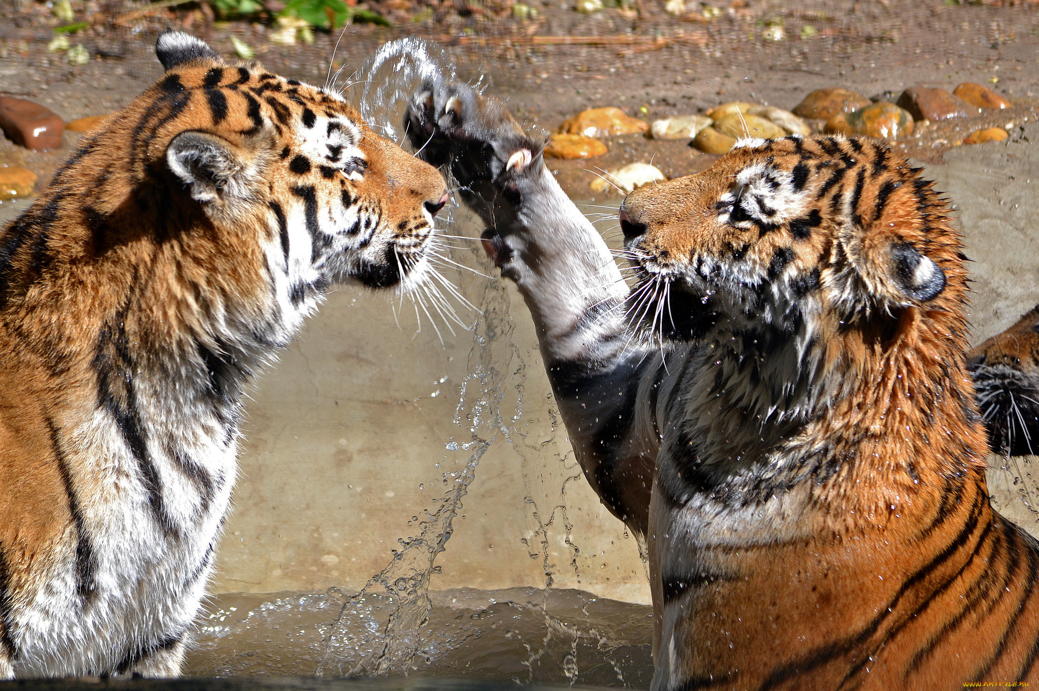 two, tigers, , , 
